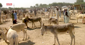 Donkey-in-Pakistan-News-300x158.avif